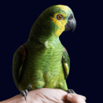 Bird Behavior