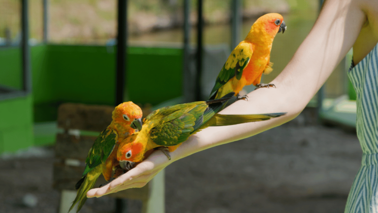 Bird Feeding and Attracting Birds