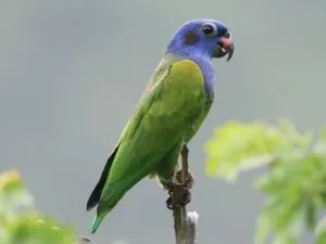 Blue Headed Parrot