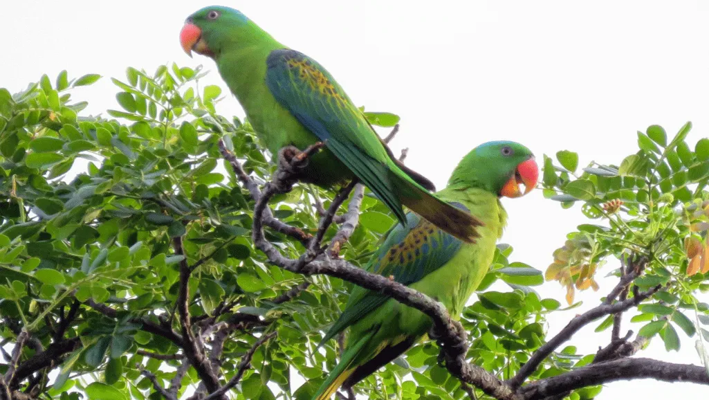 Blue Naped Parrot Diet