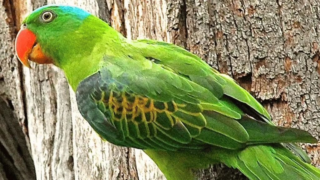 Blue Naped Parrot vibrant plumage