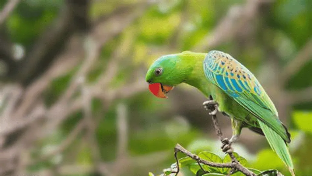 Blue Naped Parrot
