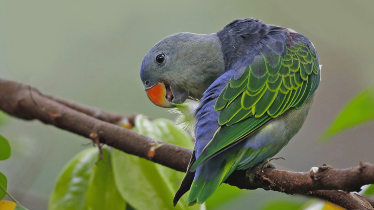 Blue Rumped Parrot