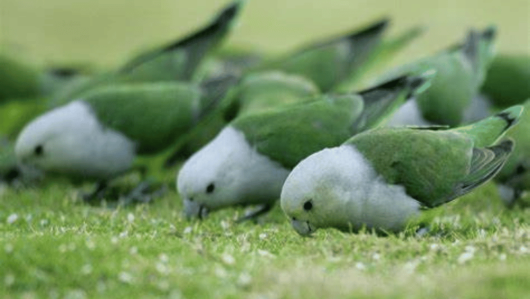 Grey Headed Lovebird