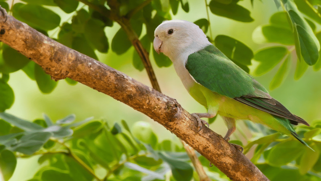 Ideal Lovebird Habitat Setup