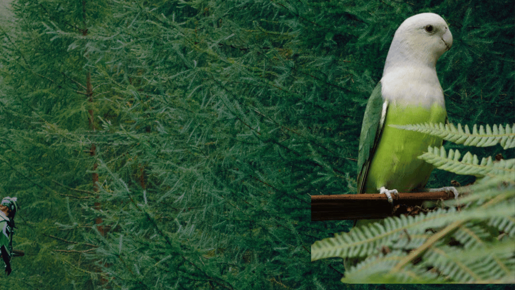 Grey Headed Lovebird Diet