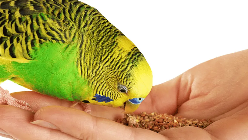 Parakeet Feed Mixes