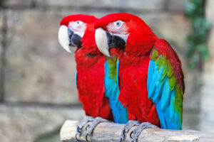 Red and Blue Macaw