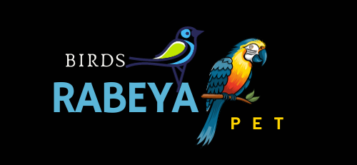 birds Rabeya pet