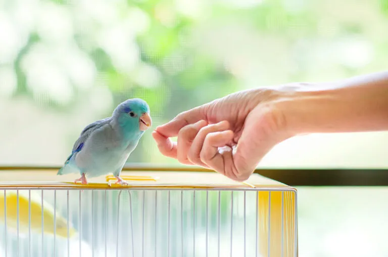 Bird feeding