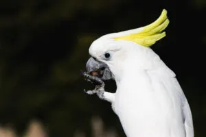 cockatoo health
