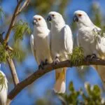 little corella