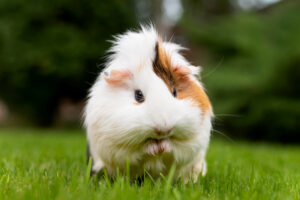 Ridgeback Guinea Pigs