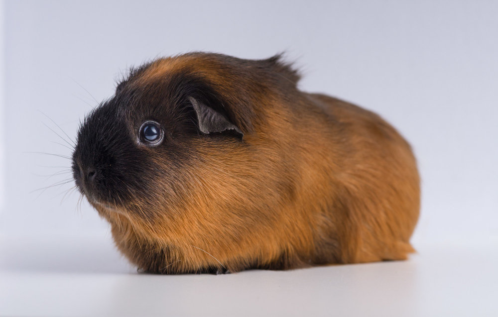 Ridgeback Guinea Pigs