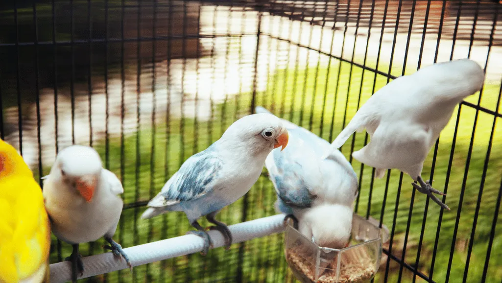 best bird feeder seed