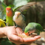 Bird Feed Mixes