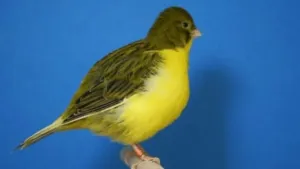 Border Fancy Canary