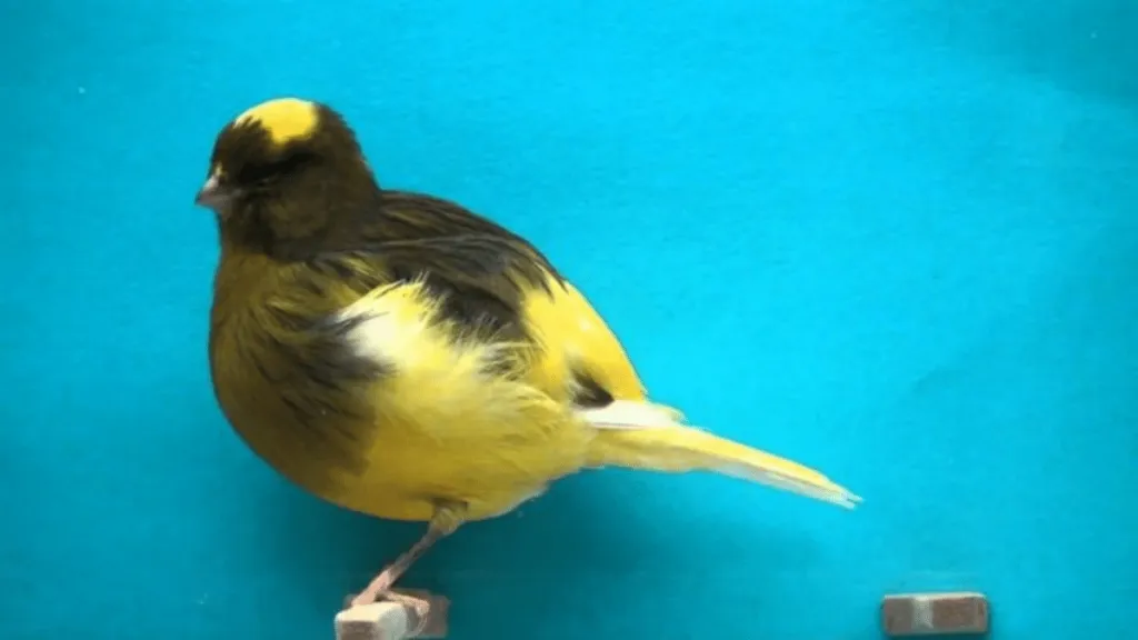 Border Fancy Canary