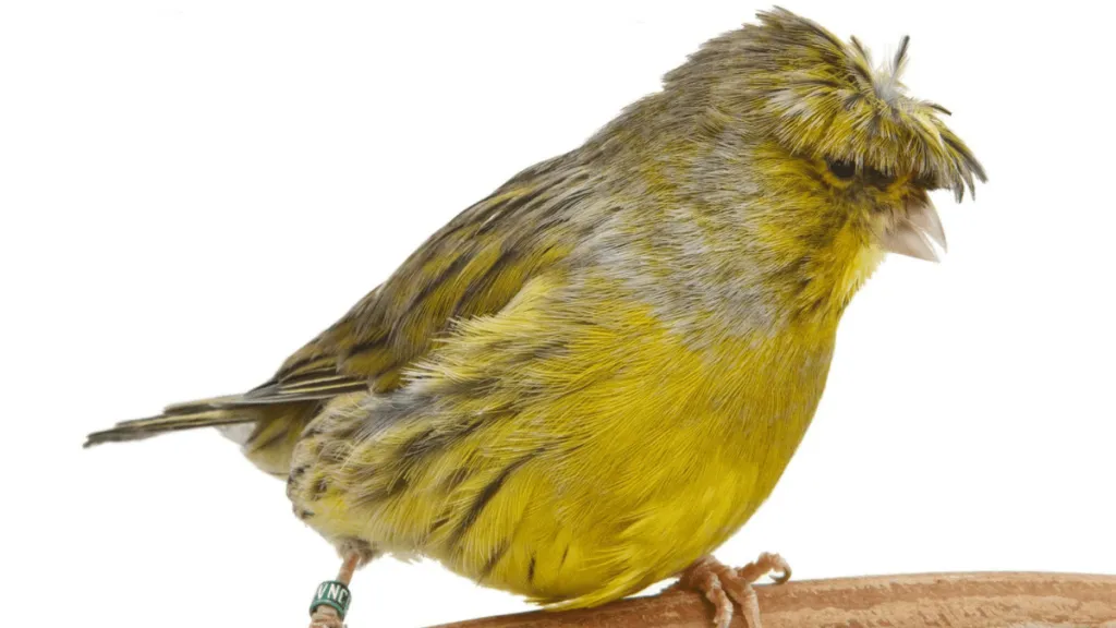Crested Canary