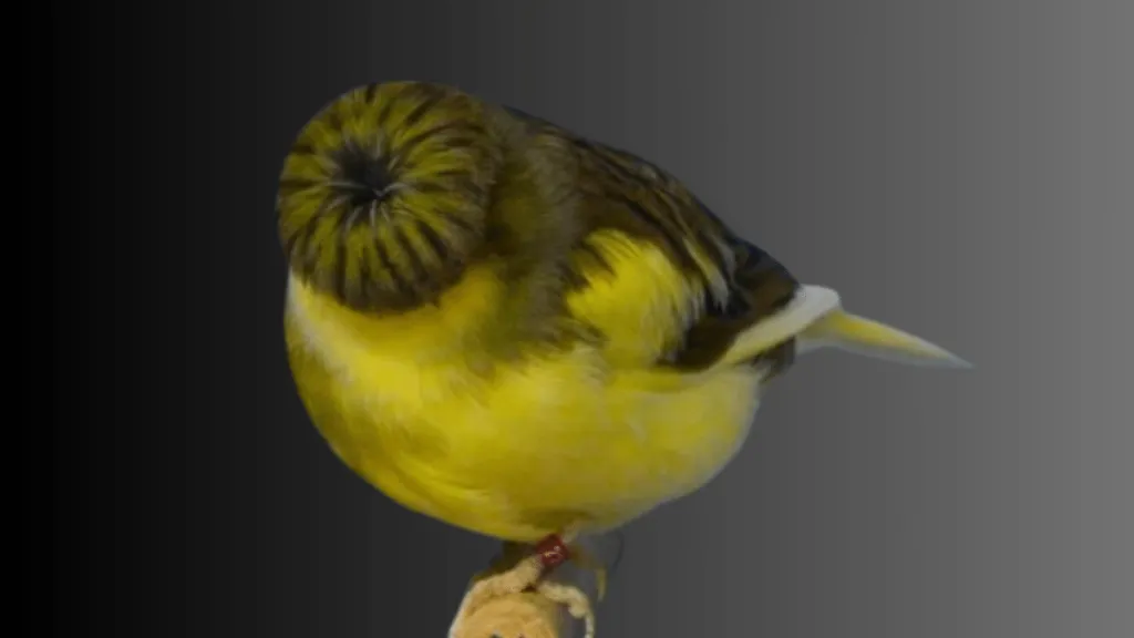 Crested Canary
