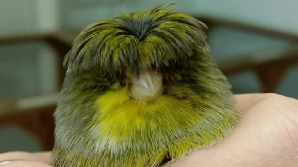 Crested Canary
