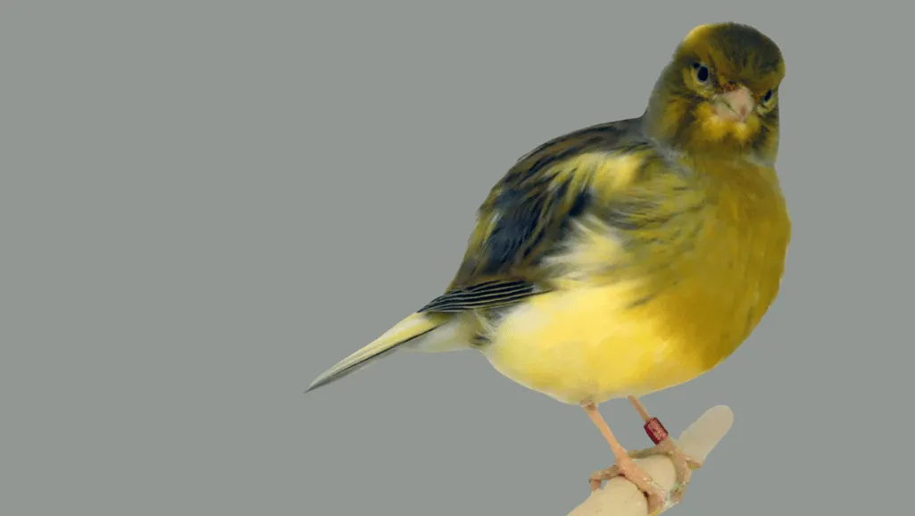 The Fife Fancy Canary: A Small Bird with a Big Personality