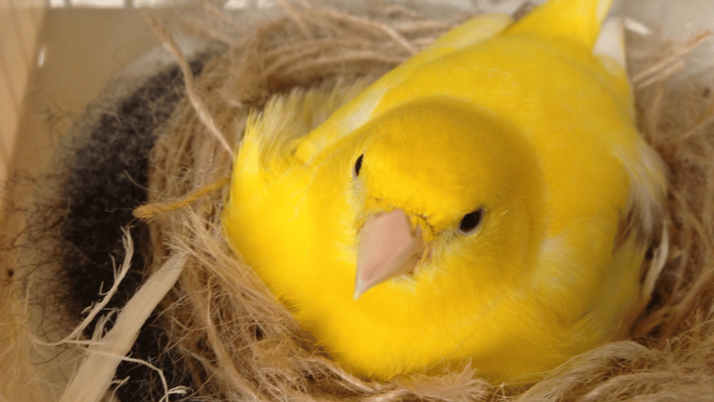 The Fife Fancy Canary: A Small Bird with a Big Personality