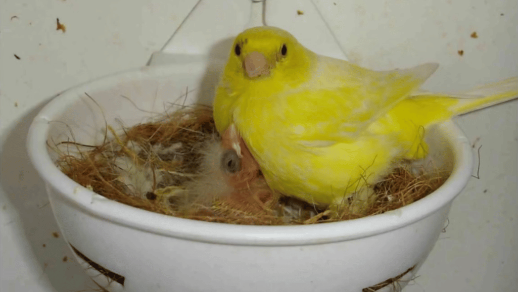 The Fife Fancy Canary: A Small Bird with a Big Personality