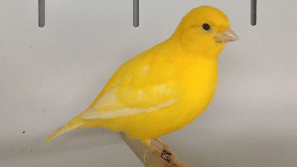 The Fife Fancy Canary: A Small Bird with a Big Personality