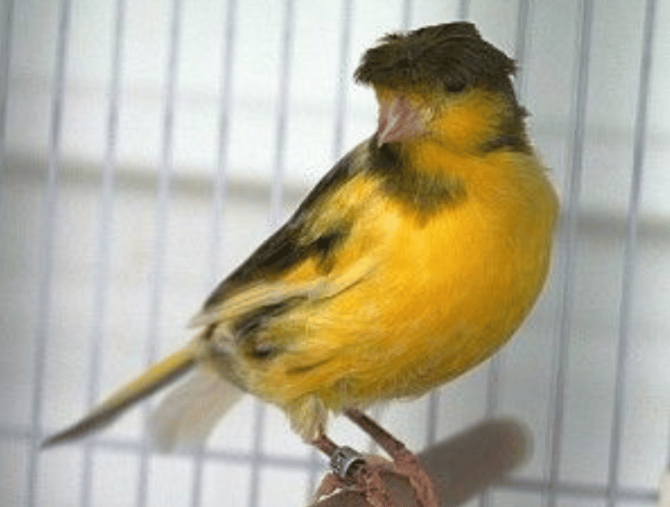 canary training