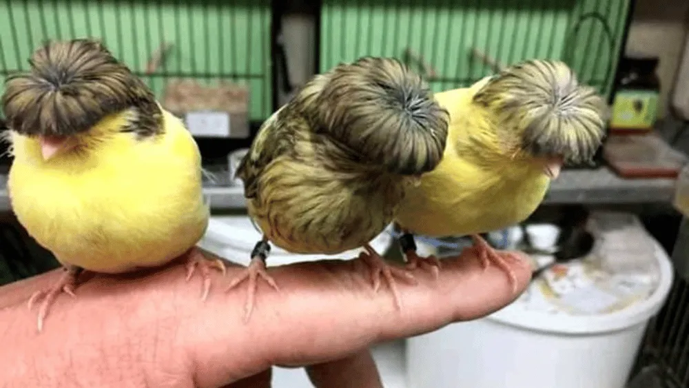 German Crested Canary Birds