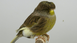 Gloster Canary