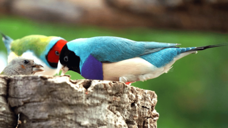 Gouldian Finch