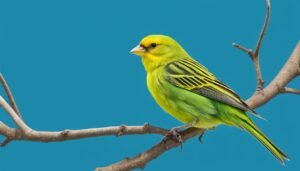 Green Canary bird