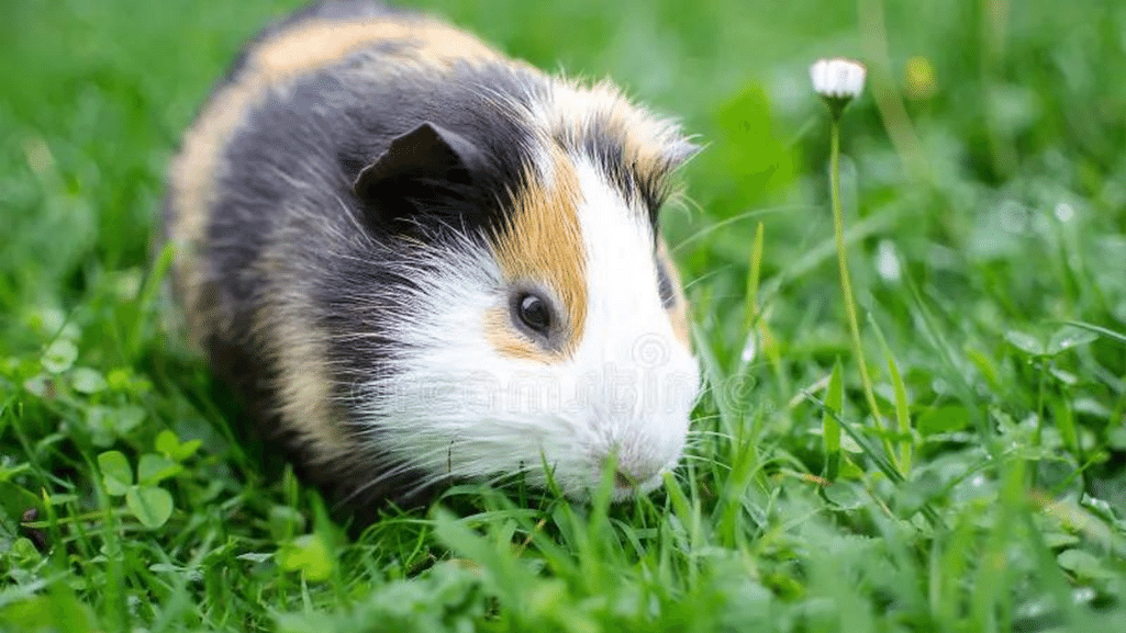 Roan Guinea Pigs