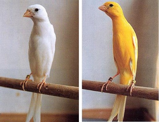 Japanese Hoso Canary: The Slender Bird Of The East