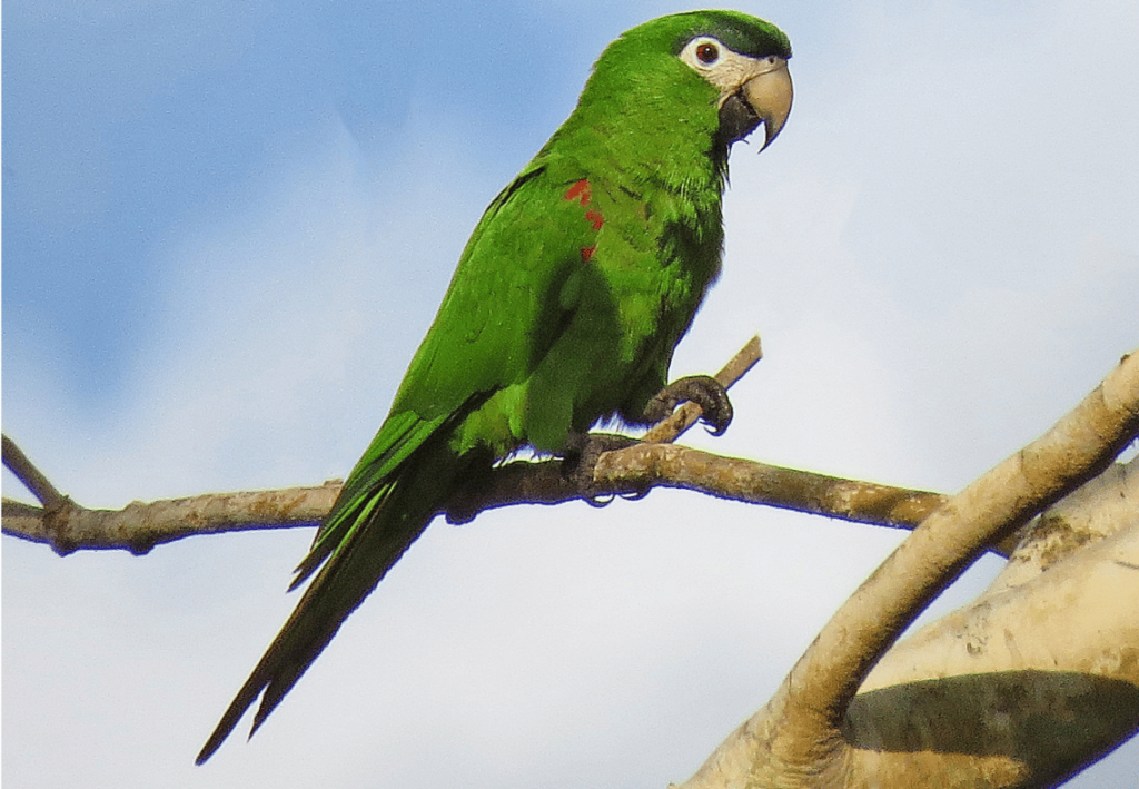 Red Shouldered Macaw