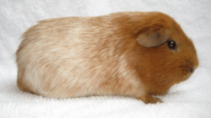 Roan Guinea Pigs