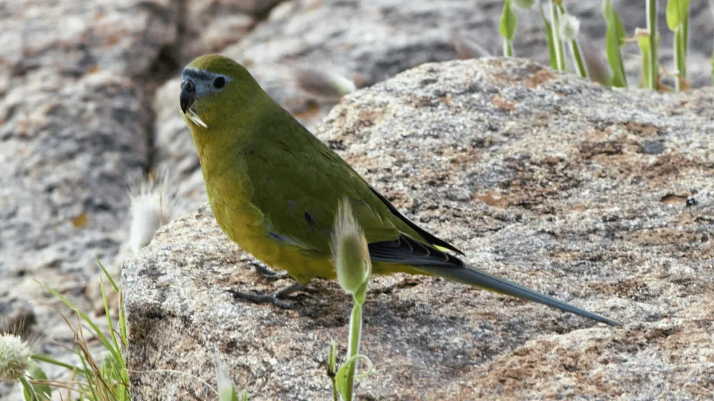 Rock Parrot