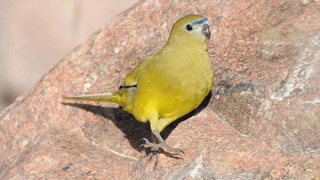 Rock Parrot