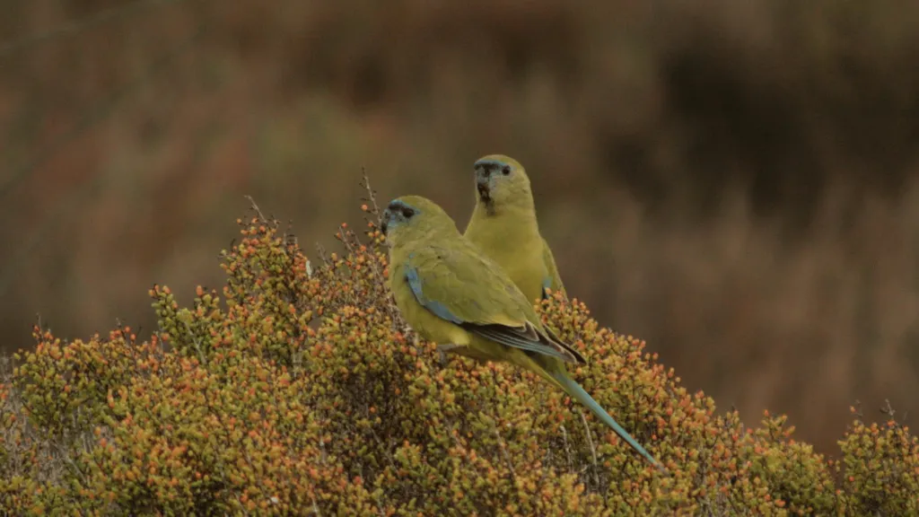 Rock Parrot