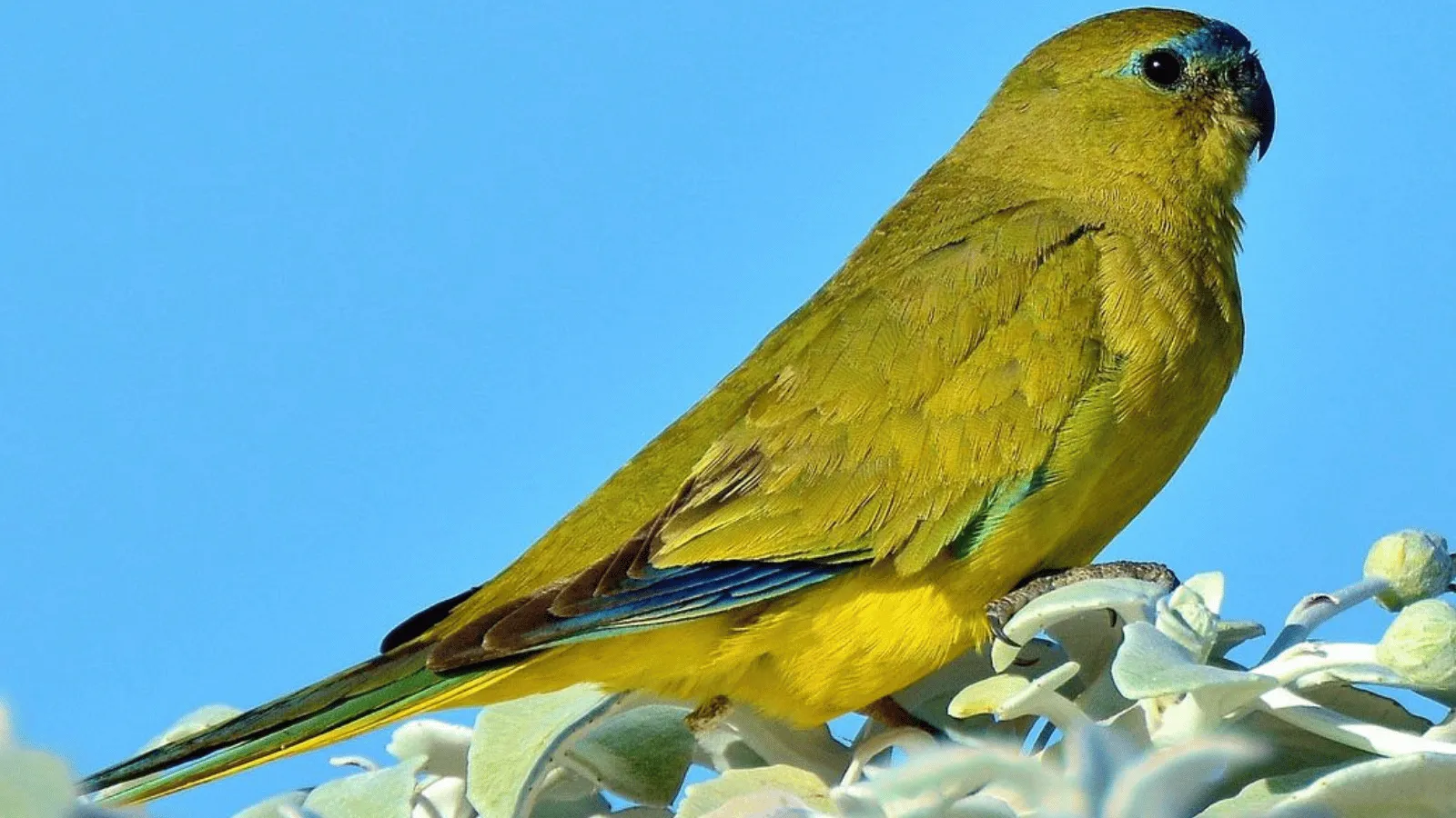 Rock Parrot