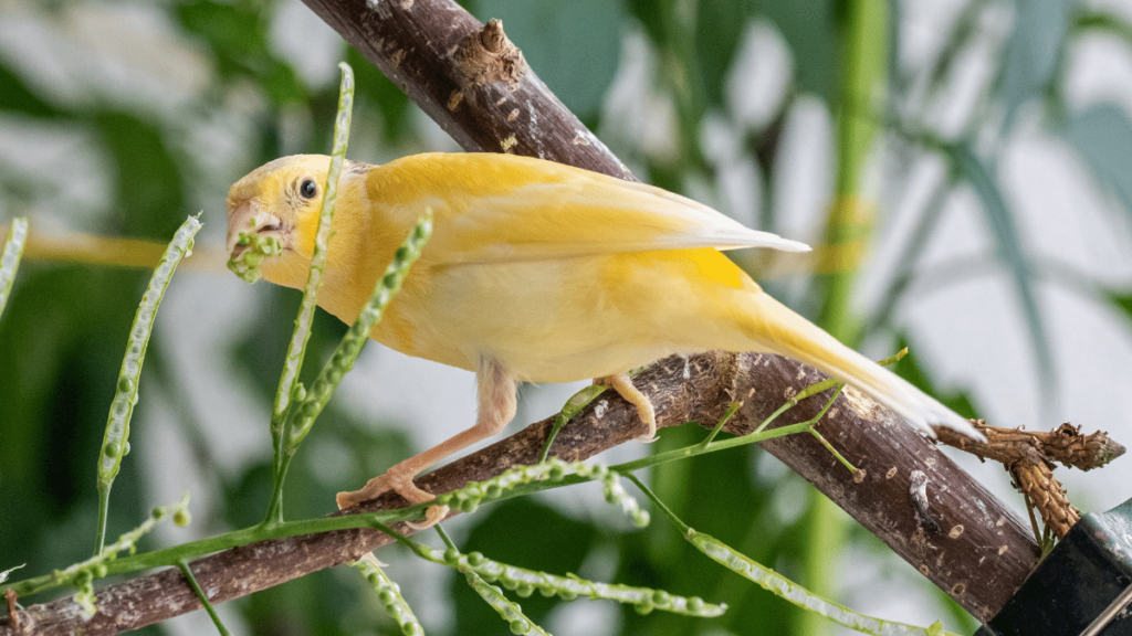 Roller Canary