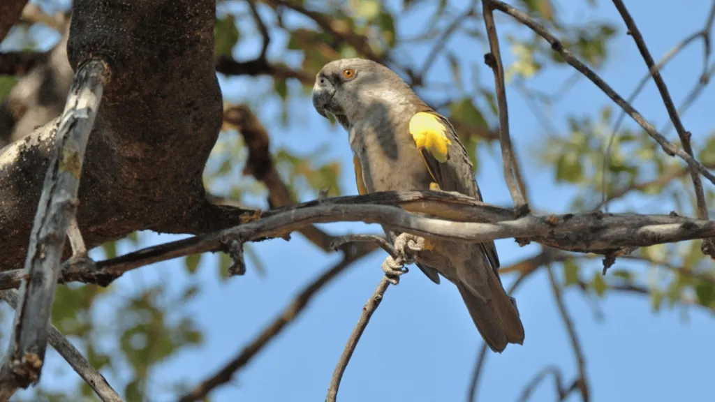 Ruppells parrot behavior