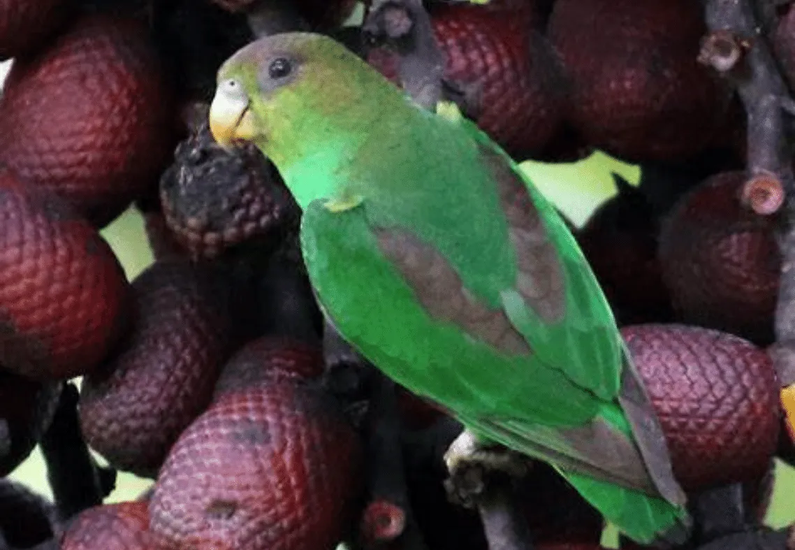 Sapphire Rumped Parrotlet