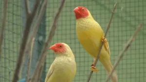 Star Finches