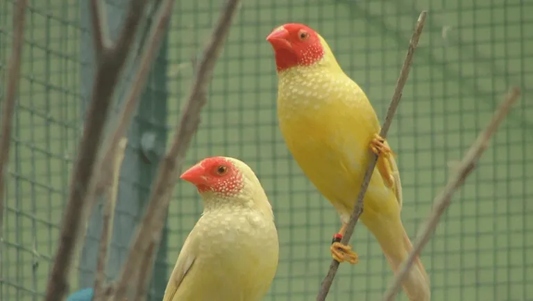 Star Finches
