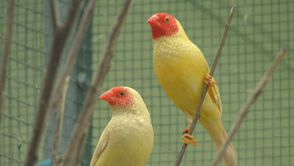 Star Finches