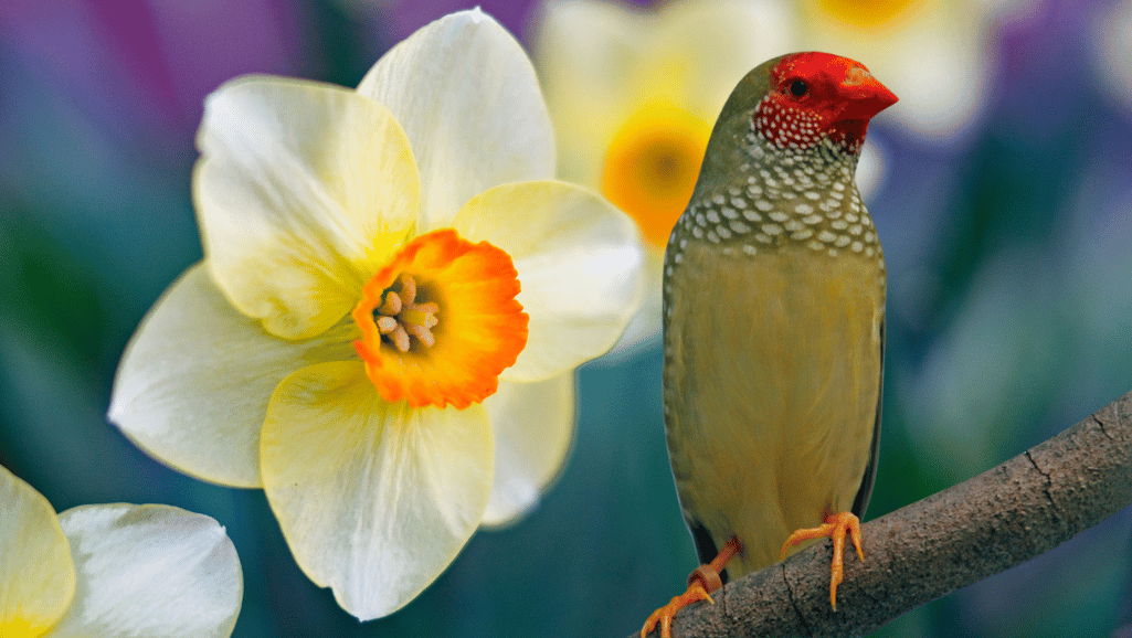 Star Finches