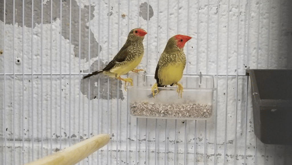 Star Finches